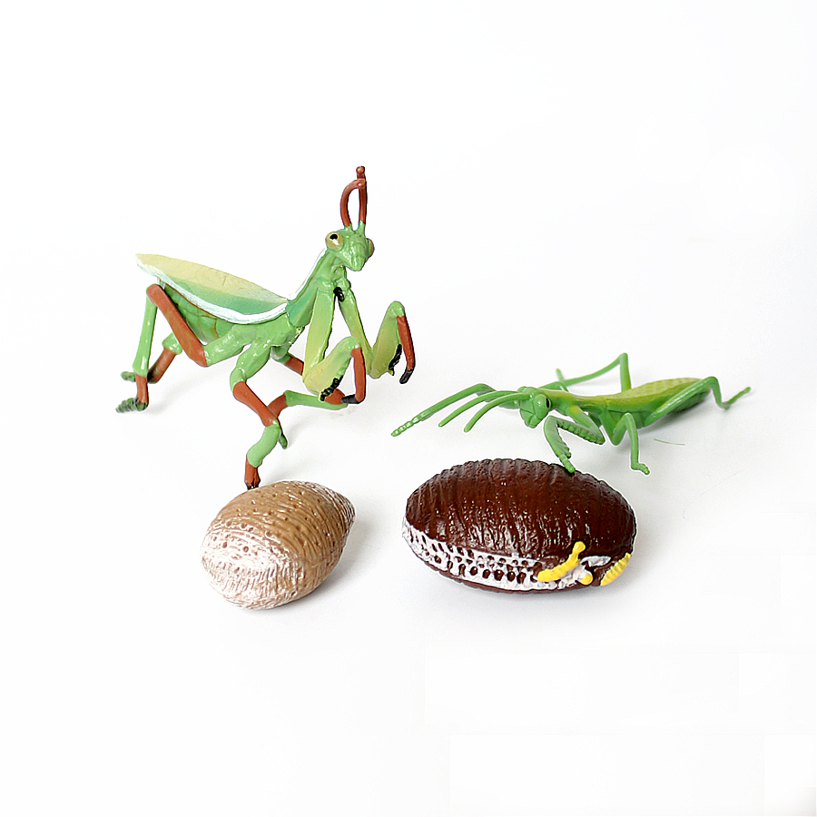 Model Figur Serangga Daun Raks - Kids Toys China ulasan dan harga